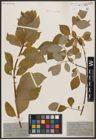 Foto von Salix caprea L.